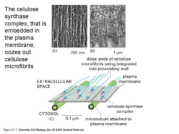 The celulose synthase complex, that is embedded in the plasma membrane, oozes out cellulose