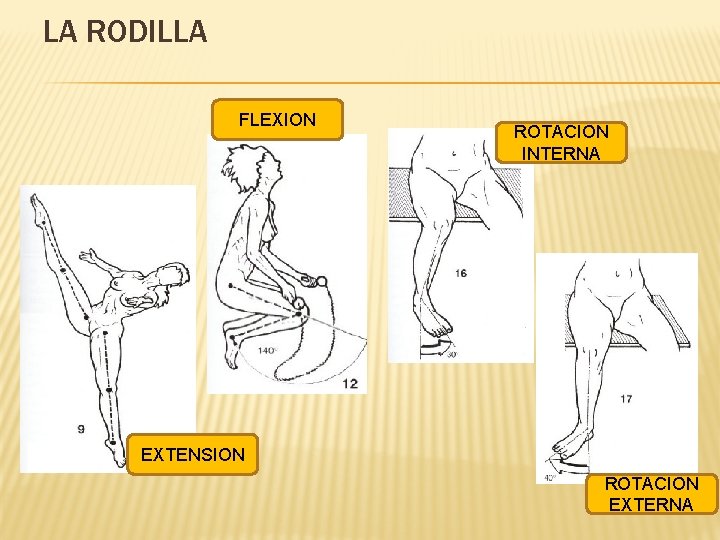 LA RODILLA FLEXION ROTACION INTERNA EXTENSION ROTACION EXTERNA 