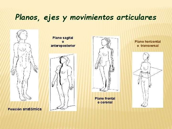 Planos, ejes y movimientos articulares Plano sagital o anteroposterior Plano horizontal o transversal Plano