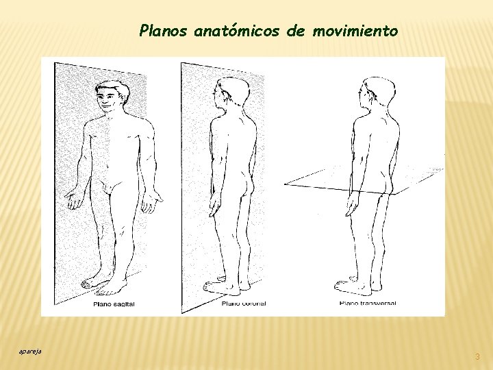 Planos anatómicos de movimiento apareja 3 