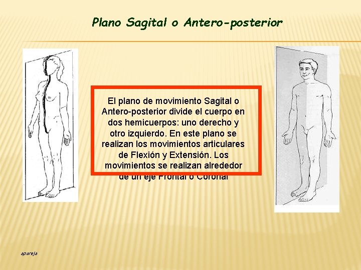 Plano Sagital o Antero-posterior El plano de movimiento Sagital o Antero-posterior divide el cuerpo