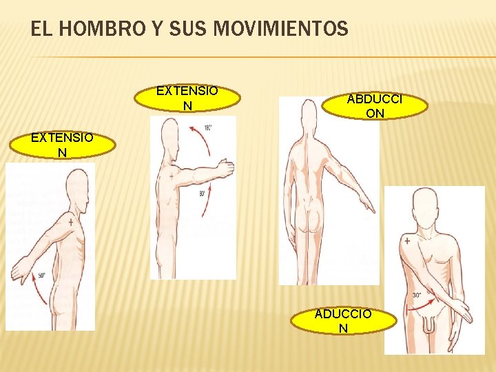 EL HOMBRO Y SUS MOVIMIENTOS EXTENSIO N ABDUCCI ON EXTENSIO N ADUCCIO N 