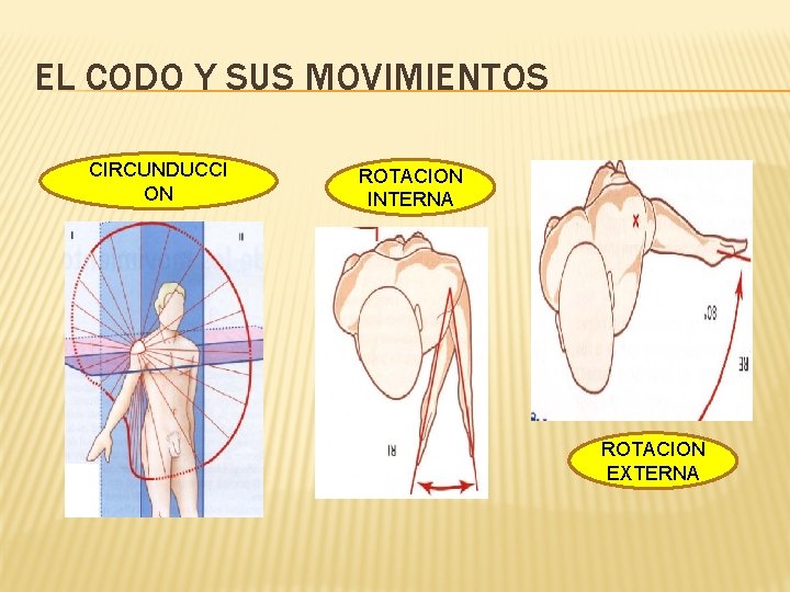 EL CODO Y SUS MOVIMIENTOS CIRCUNDUCCI ON ROTACION INTERNA ROTACION EXTERNA 