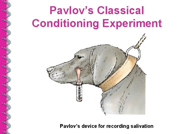 Pavlov’s Classical Conditioning Experiment Pavlov’s device for recording salivation 