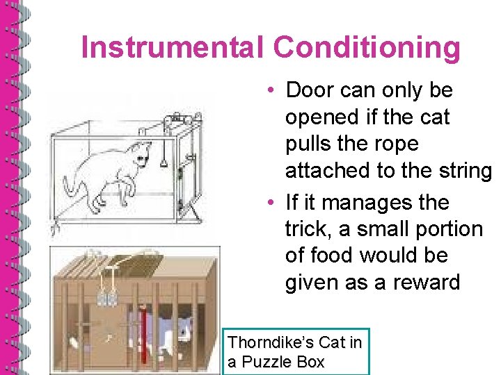 Instrumental Conditioning • Door can only be opened if the cat pulls the rope