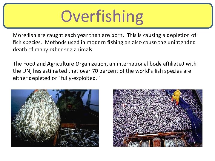 Overfishing More fish are caught each year than are born. This is causing a