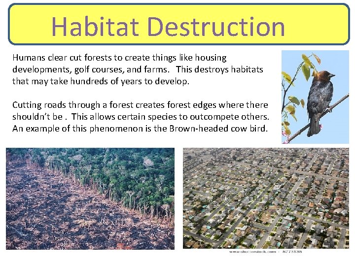 Habitat Destruction Habitia Humans clear cut forests to create things like housing developments, golf
