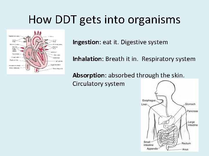 How DDT gets into organisms Ingestion: eat it. Digestive system Inhalation: Breath it in. How DDT gets into organisms Ingestion: eat it. Digestive system Inhalation: Breath it in.