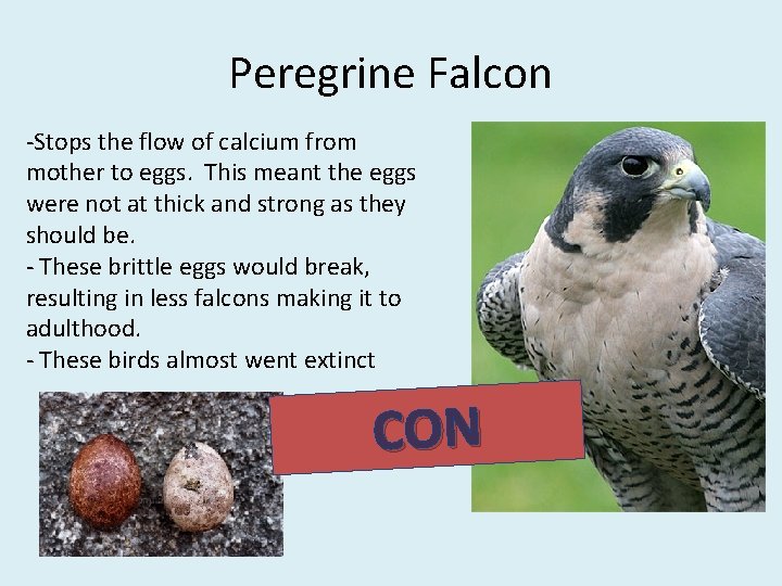Peregrine Falcon -Stops the flow of calcium from mother to eggs. This meant the Peregrine Falcon -Stops the flow of calcium from mother to eggs. This meant the
