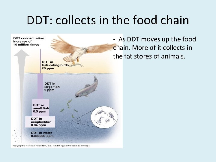 DDT: collects in the food chain - As DDT moves up the food chain. DDT: collects in the food chain - As DDT moves up the food chain.