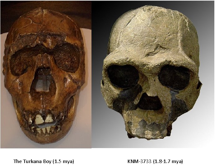 The Turkana Boy (1. 5 mya) KNM-3733 (1. 8 -1. 7 mya) 