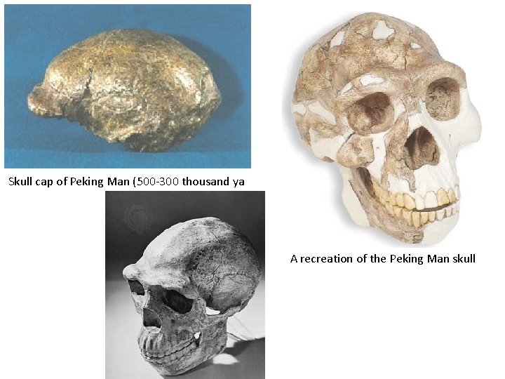 Skull cap of Peking Man (500 -300 thousand ya A recreation of the Peking