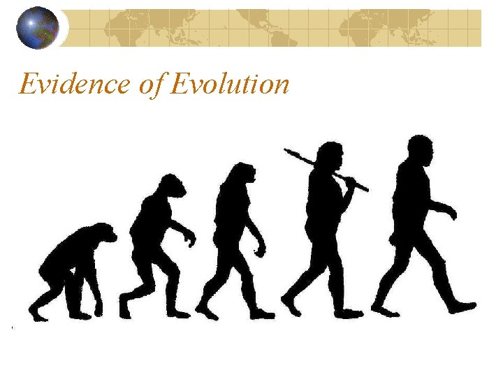 Evidence of Evolution The Tree of Life All