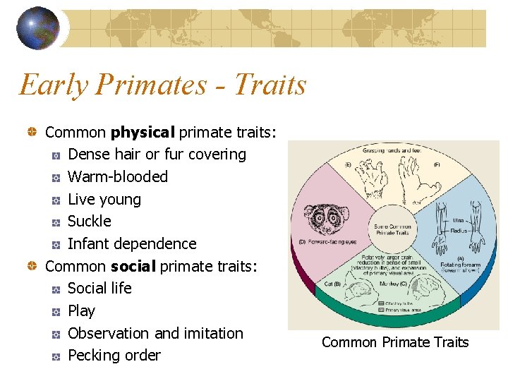 Early Primates - Traits Common physical primate traits: Dense hair or fur covering Warm-blooded