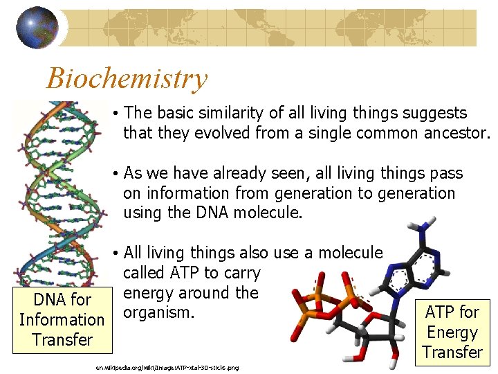 Biochemistry • The basic similarity of all living things suggests that they evolved from