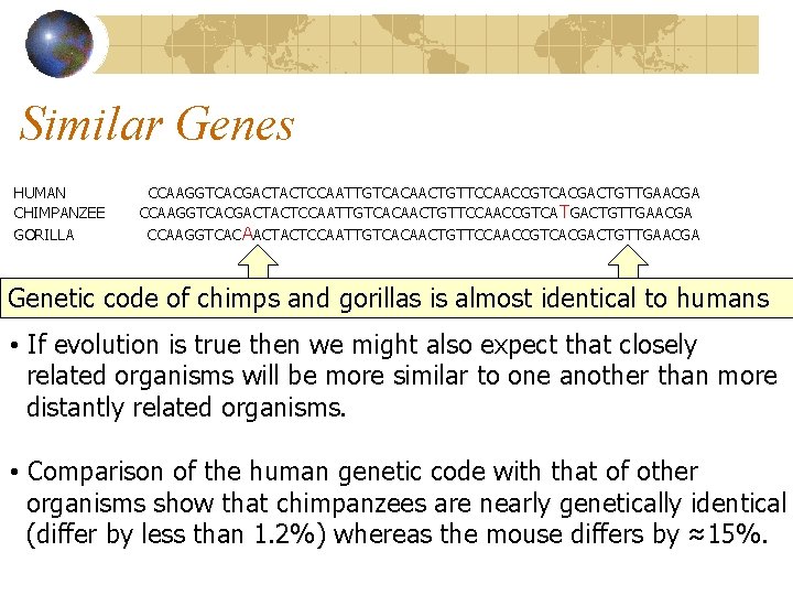Similar Genes HUMAN CHIMPANZEE GORILLA CCAAGGTCACGACTACTCCAATTGTCACAACTGTTCCAACCGTCACGACTGTTGAACGA CCAAGGTCACGACTACTCCAATTGTCACAACTGTTCCAACCGTCA TGACTGTTGAACGA CCAAGGTCACAACTACTCCAATTGTCACAACTGTTCCAACCGTCACGACTGTTGAACGA Genetic code of chimps and