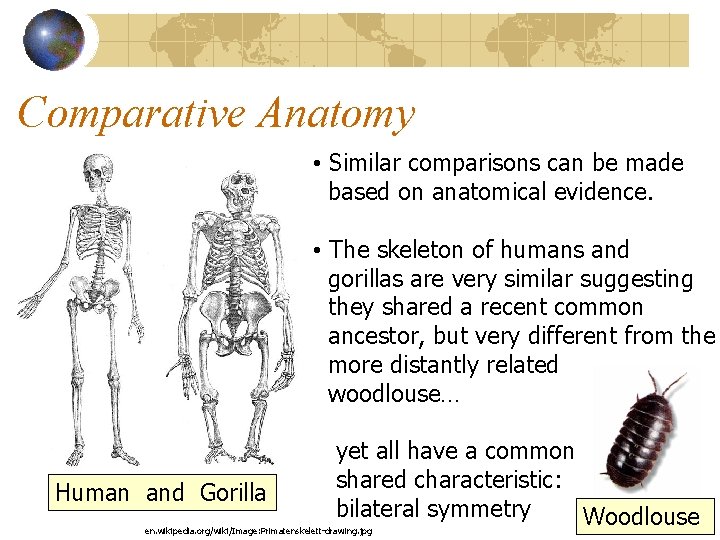 Comparative Anatomy • Similar comparisons can be made based on anatomical evidence. • The