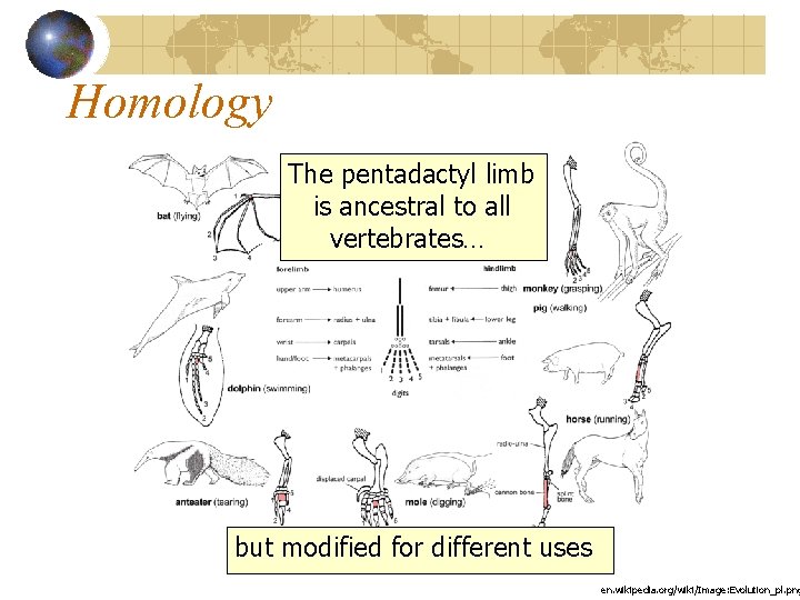 Homology The pentadactyl limb is ancestral to all vertebrates… but modified for different uses