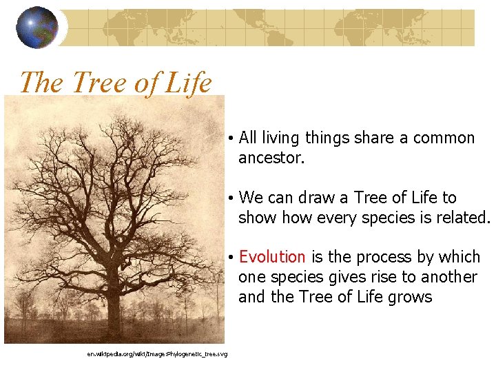 The Tree of Life • All living things share a common ancestor. • We