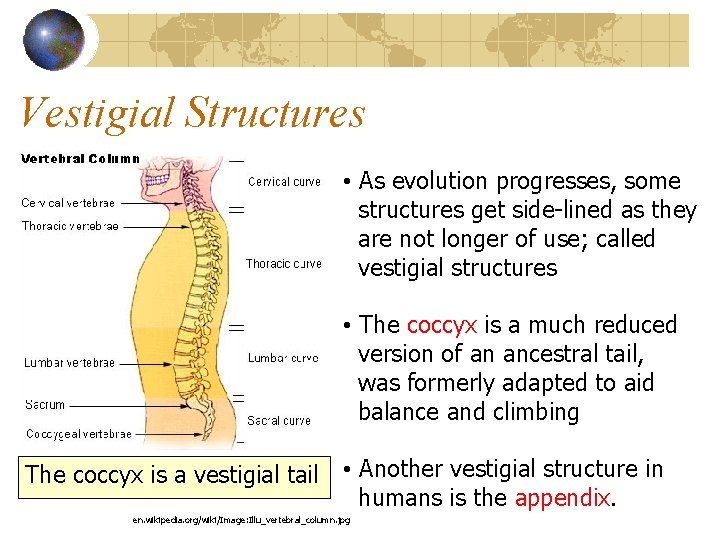 Vestigial Structures • As evolution progresses, some structures get side-lined as they are not