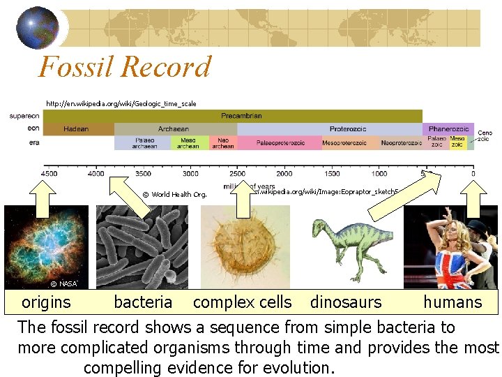 Fossil Record http: //en. wikipedia. org/wiki/Geologic_time_scale © World Health Org. en. wikipedia. org/wiki/Image: Eopraptor_sketch