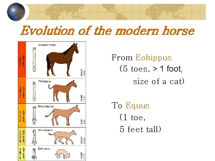 Evolution of the modern horse From Eohippus (5 toes, > 1 foot, size of