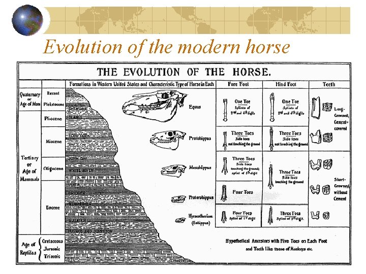 Evolution of the modern horse 
