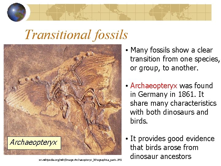 Transitional fossils • Many fossils show a clear transition from one species, or group,