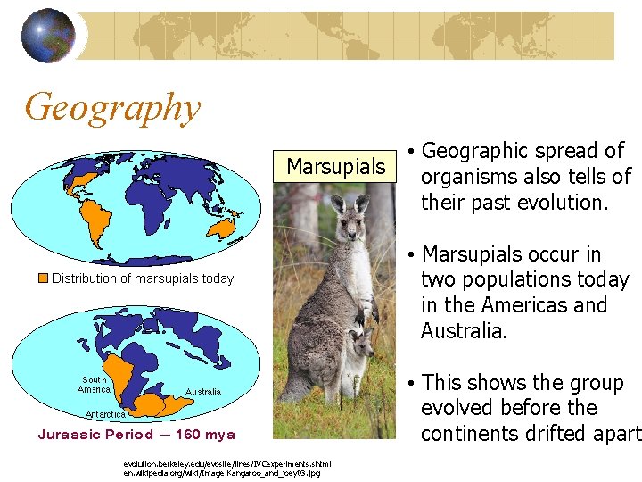 Geography Marsupials • Geographic spread of organisms also tells of their past evolution. •