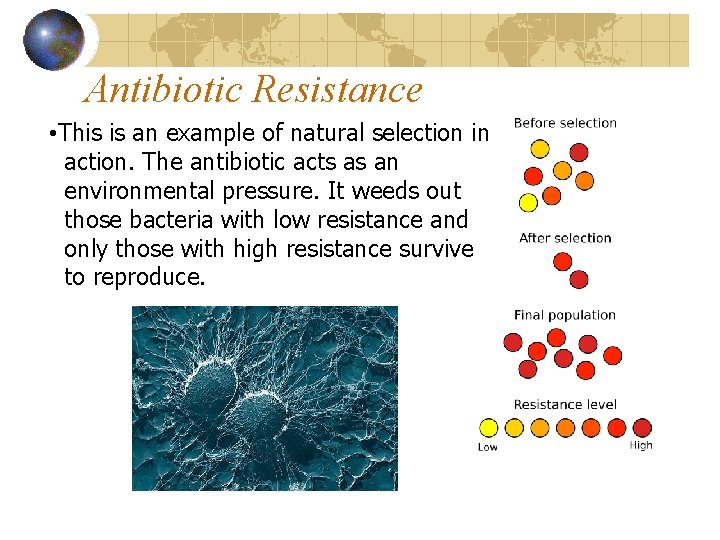 Antibiotic Resistance • This is an example of natural selection in action. The antibiotic