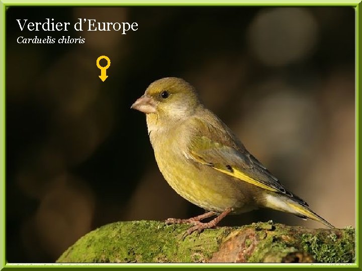 Verdier d’Europe Carduelis chloris 