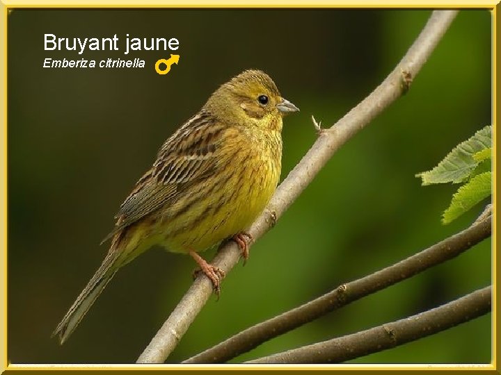 Bruyant jaune Emberiza citrinella 