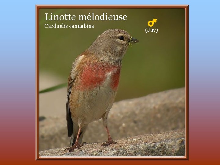 Linotte mélodieuse Carduelis cannabina (Juv) 