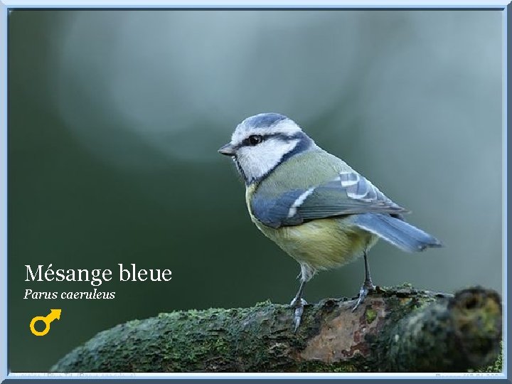 Mésange bleue Parus caeruleus 