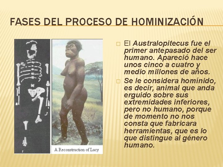 FASES DEL PROCESO DE HOMINIZACIÓN � � El Australopitecus fue el primer antepasado del