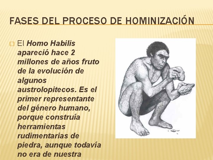 FASES DEL PROCESO DE HOMINIZACIÓN � El Homo Habilis apareció hace 2 millones de