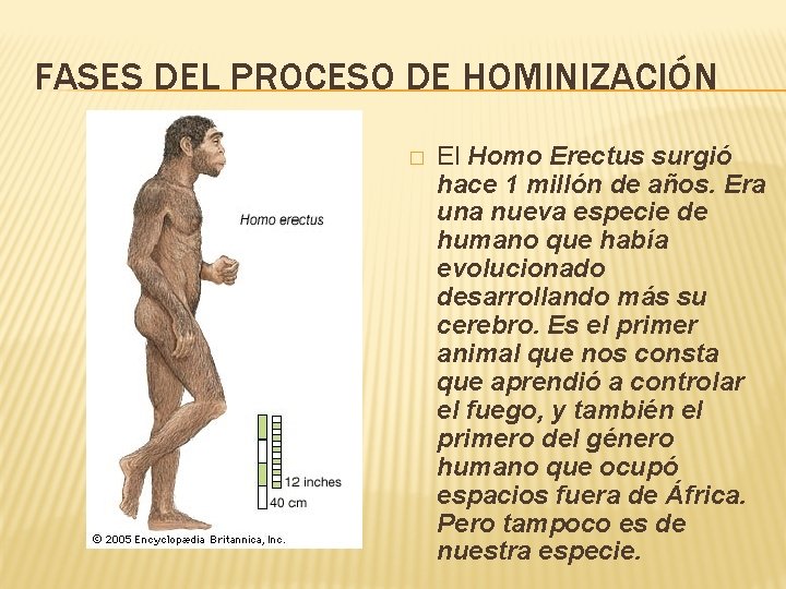 FASES DEL PROCESO DE HOMINIZACIÓN � El Homo Erectus surgió hace 1 millón de