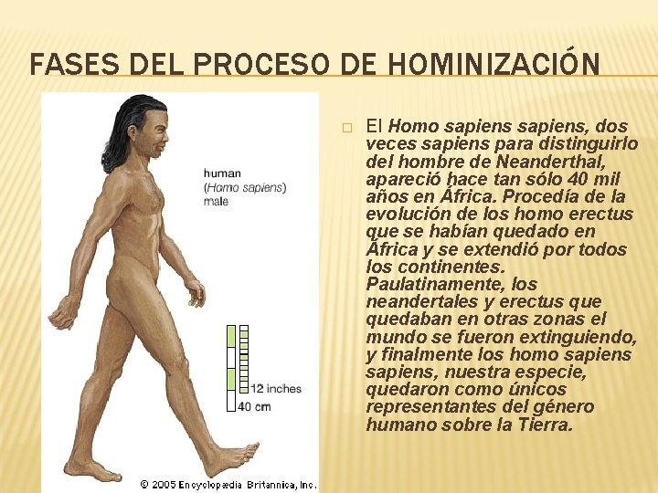 FASES DEL PROCESO DE HOMINIZACIÓN � El Homo sapiens, dos veces sapiens para distinguirlo