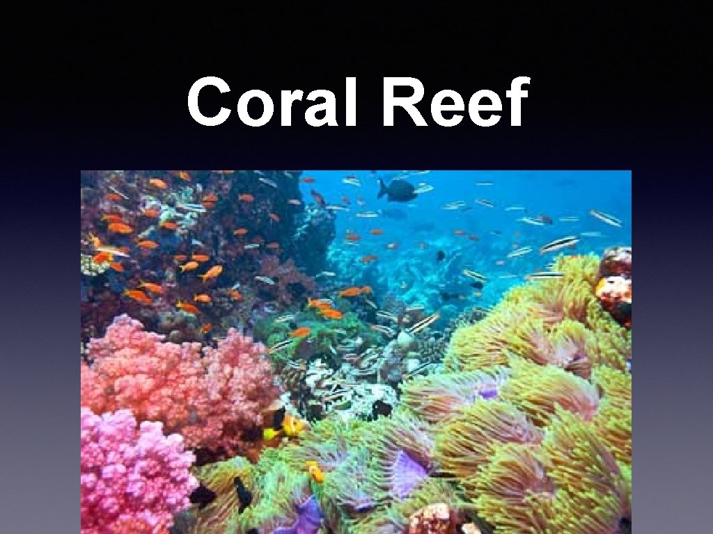 Coral Reef 