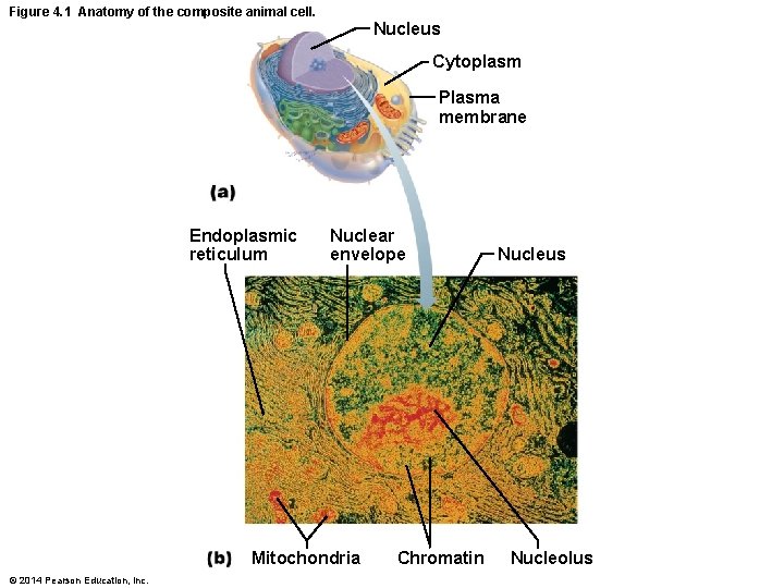 Figure 4. 1 Anatomy of the composite animal cell. Nucleus Cytoplasm Plasma membrane Endoplasmic