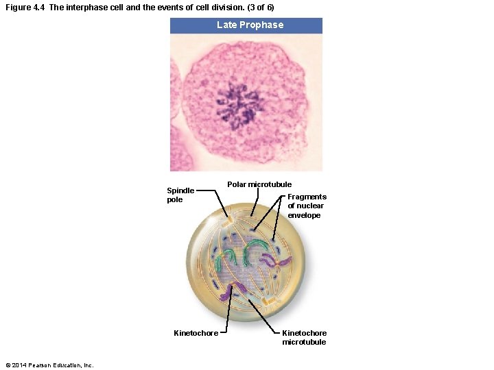 Figure 4. 4 The interphase cell and the events of cell division. (3 of