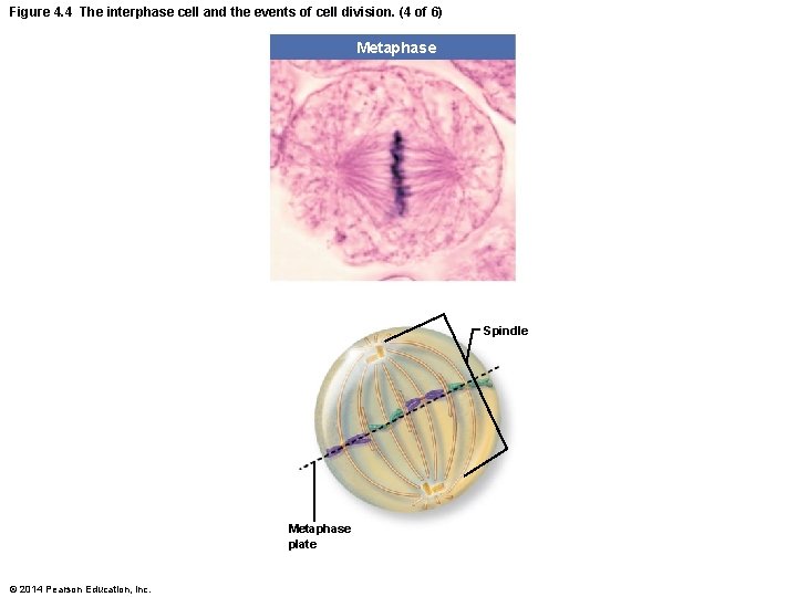 Figure 4. 4 The interphase cell and the events of cell division. (4 of