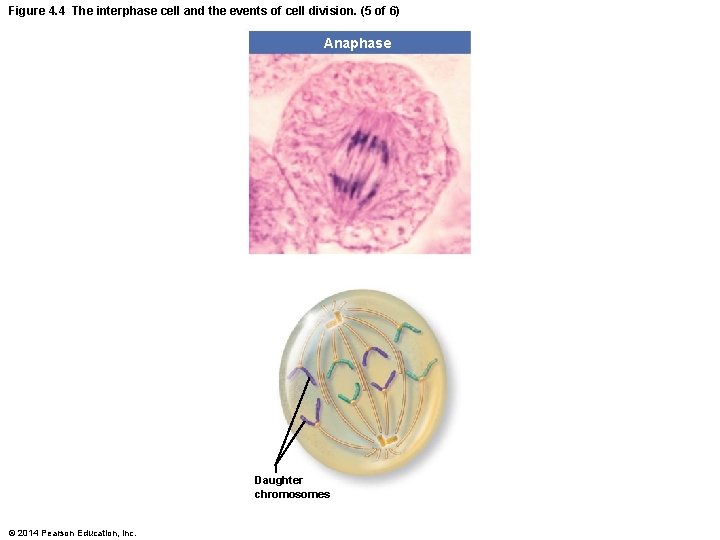 Figure 4. 4 The interphase cell and the events of cell division. (5 of