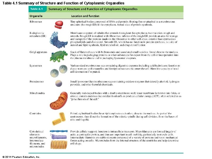 Table 4. 1 Summary of Structure and Function of Cytoplasmic Organelles © 2014 Pearson