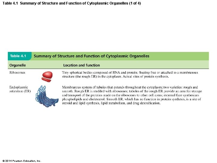 Table 4. 1 Summary of Structure and Function of Cytoplasmic Organelles (1 of 4)