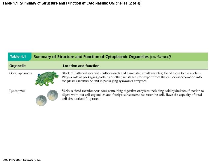 Table 4. 1 Summary of Structure and Function of Cytoplasmic Organelles (2 of 4)