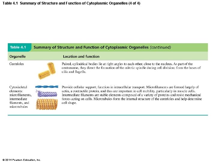 Table 4. 1 Summary of Structure and Function of Cytoplasmic Organelles (4 of 4)