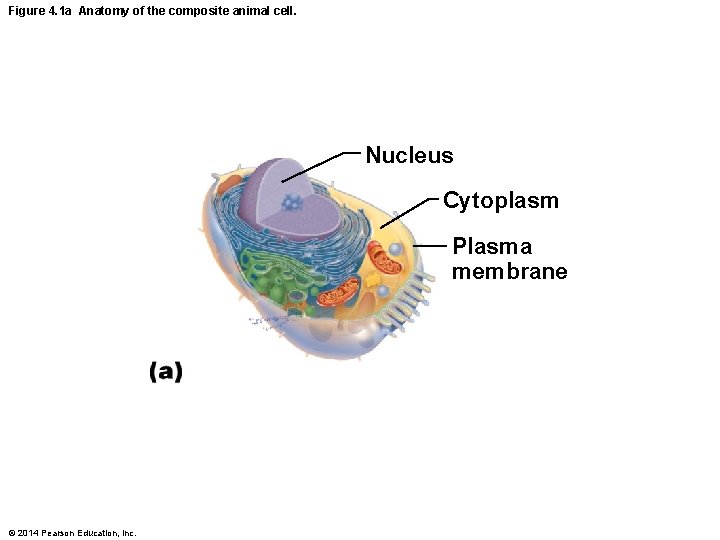 Figure 4. 1 a Anatomy of the composite animal cell. Nucleus Cytoplasm Plasma membrane