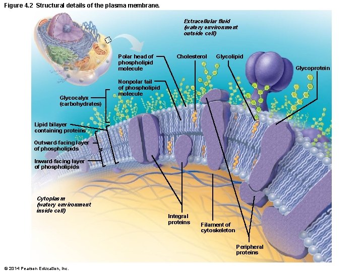 Figure 4. 2 Structural details of the plasma membrane. Extracellular fluid (watery environment outside