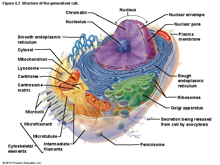 Figure 4. 3 Structure of the generalized cell. Chromatin Nucleus Nuclear envelope Nucleolus Nuclear